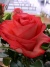 New varieties 2012