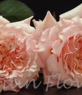 garden rose Mayra's Peach