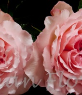 garden rose Mayra's Pink
