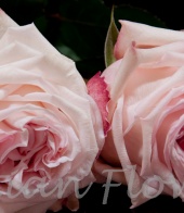 scented rose Pink O'hara