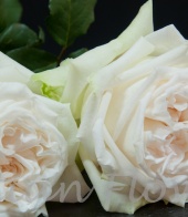 scented rose White O'hara