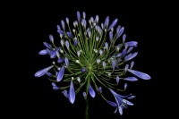 Agapanthus