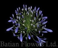Agapanthus