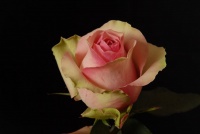 Belle Rose