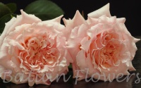 garden rose Mayra's Peach