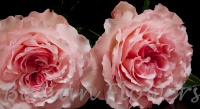garden rose Mayra's Pink