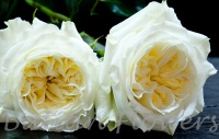 garden rose Mayra's White