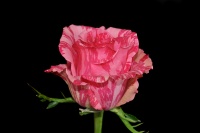 Pink Intuition