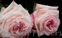 scented rose Pink O'hara