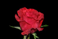 Red Intuition