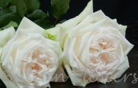 scented rose White O'hara