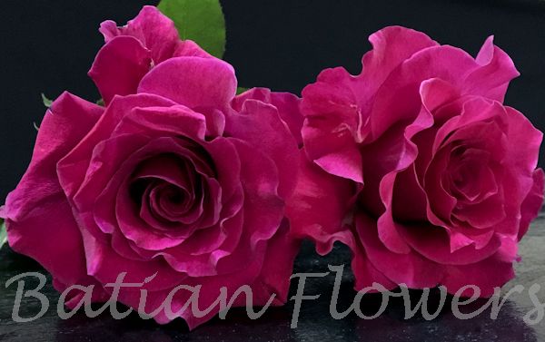 scented rose Mamy Blue Batian Flowers