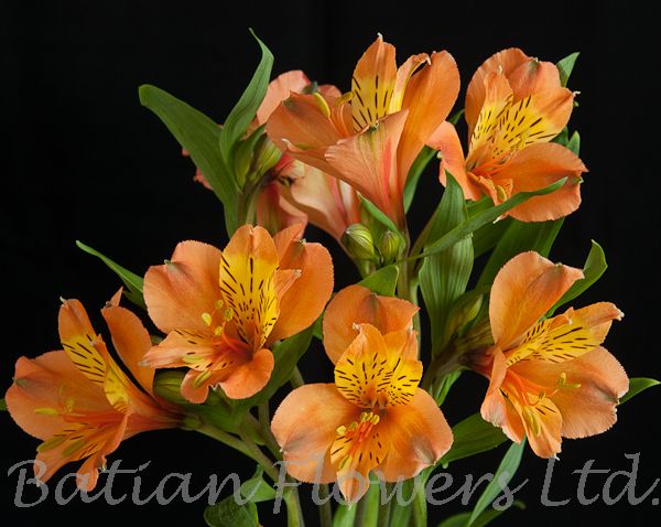 Pleasure Batian Flowers