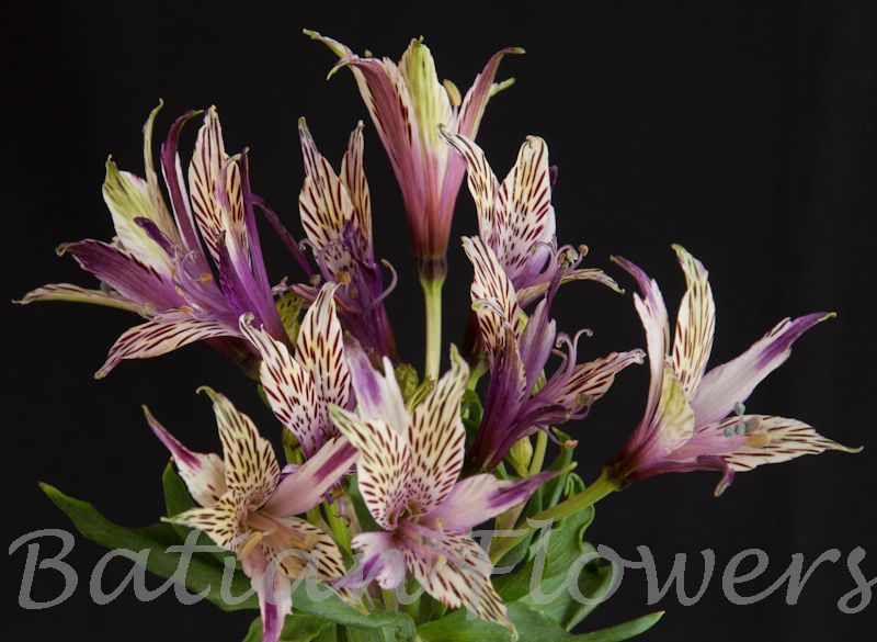 Florinca Scorpion Batian Flowers